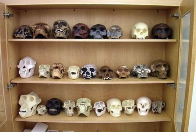 New study upends human evolution history