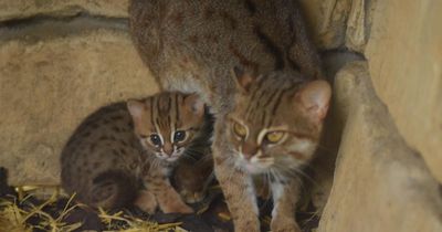 West Lothian zoo welcomes adorable new arrival of 'one of Earth's smallest cats'