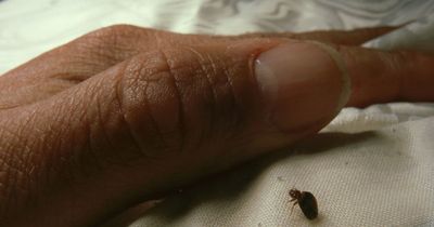 Pest expert shares 'natural' chemical free way to banish bed bugs