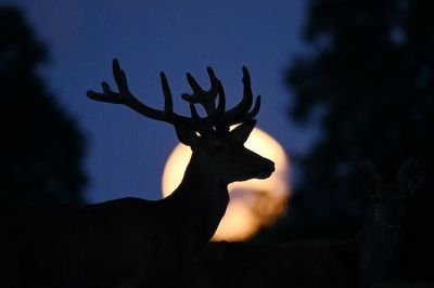 Look Up! July’s Full Buck Moon Will Rise This Week