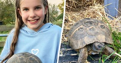 Northumberland family stunned as missing pet tortoise turns up two years later – five miles away
