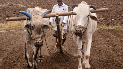 Delayed rains impact kharif sowing operations by about 30%