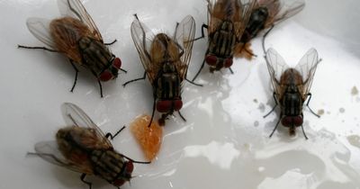 Clever hack using kitchen item costing 89p that gets rid of flies in your home