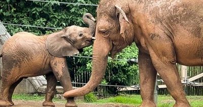 Heartbreak as zoo's beloved elephant calf, three, dies from virus during treatment