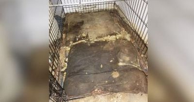 Inside the disgusting flat of horrors where man left helpless dogs to die