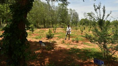 Wild fruit garden for monkey food courts, an initiative by FCRI in Telangana