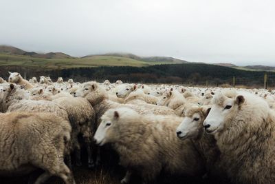 New Zealand falls out of love with sheep farming as lucrative pine forests spread