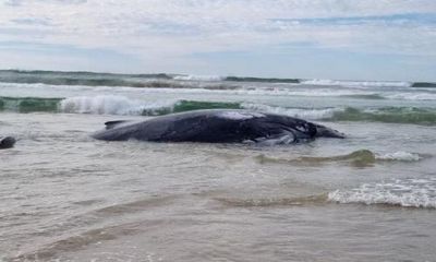 Stranded humpback whale dies on NSW north coast despite rescue effort