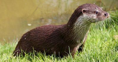 Campaign to save otters being killed when forced to cross busy Bristol road