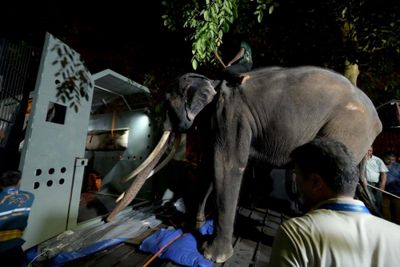 Neglected elephant boards jumbo flight home to Thailand