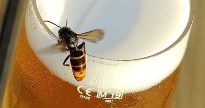 Asian hornet numbers 'absolutely crazy' this year - with beer an unlikely temptation