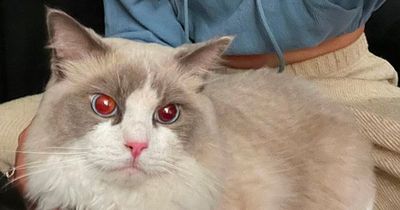 Pet sitter in hospital for four days and scarred for life after cat attack