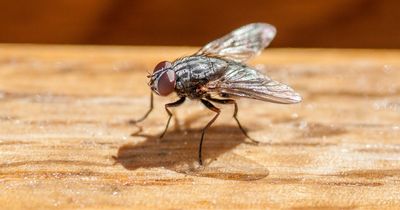 89p hack will keep your home free from flies, according to experts