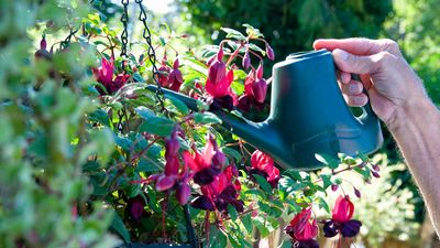 How often should you water hanging baskets? The experts explain, and share their top watering tips