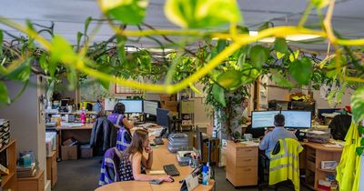 Ivy planted in office has taken over as it grows to 600ft