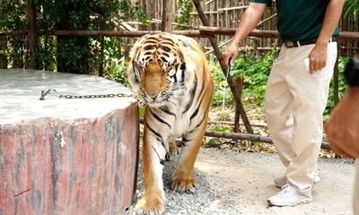 Inside Thailand’s ‘rampant’ tiger cruelty as animals abused in zoos for selfies with tourists