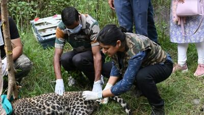 Ailing leopard rescued from human habitat, transferred to Gopalpur Rescue Center in Hamachal Pradesh for treatment