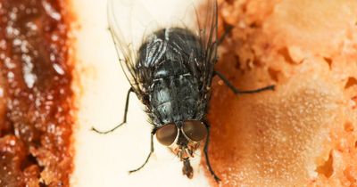 Genius 89p trick to banish flies from your home using common kitchen product