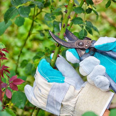 How to take rose cuttings – a beginner's guide to multiplying rose plants for free