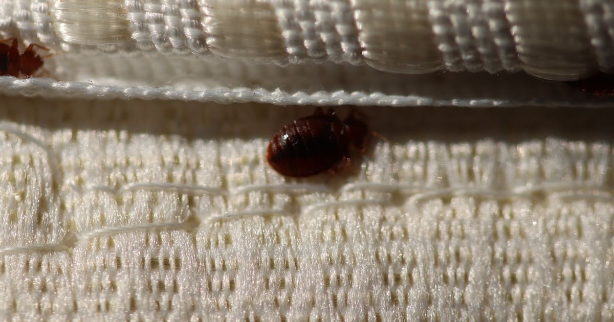 Pest expert says bed bugs can be 'eliminated' with one…