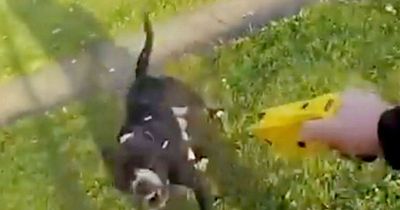 Terrifying moment screams heard as American XL Bully dog charges at police officers