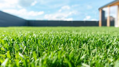 7 of the best grass types to grow — and which to get