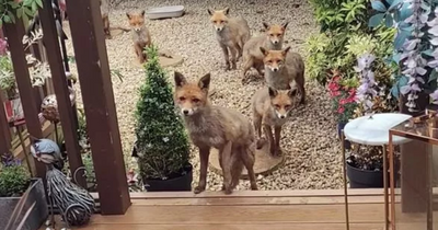 Lanarkshire woman goes viral by sharing videos of fox family she's been feeding for 25 years