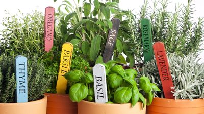 7 mistakes it’s all too easy to make when growing herbs