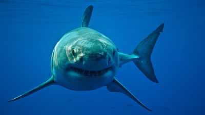 Great white sharks are moving north. New NatGeo SharkFest show explains why