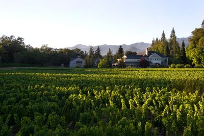 This Napa Valley Wine Company Is a Winner in the Luxury Wine Market