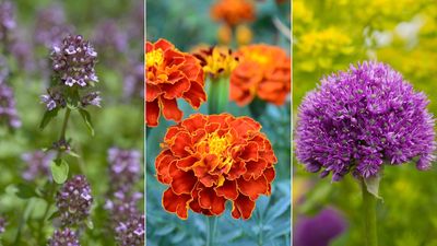 'They have special powers!' 10 pest-repellent plants to keep bugs away