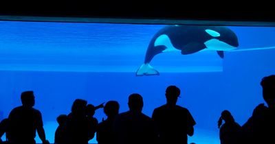 World's loneliest killer whale Kiska's 'tortured existence' in captivity losing 5 babies