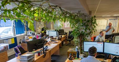 Office plant potted 14 years ago grows into 600ft monster and now covers entire room