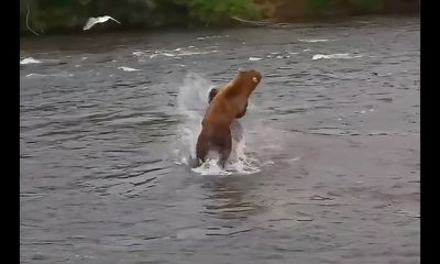 ‘Dominant’ brown bears brawl for fishing rights at Brooks Falls