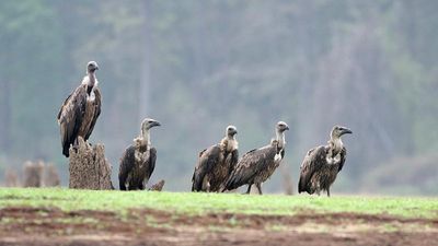 White-rumped vulture faces a perilous future in Nilgris’ Sigur plateau