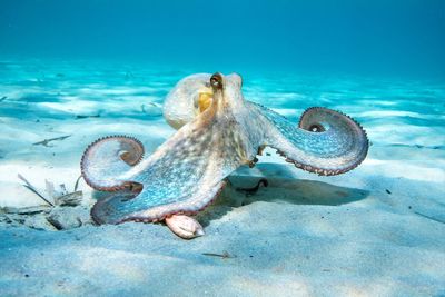 Is it ethical to eat octopuses?