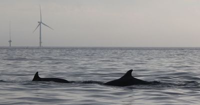 Wind turbine installation method off Northumberland coast has 'no negative impacts' on presence of dolphins - study finds