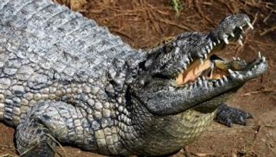 Mexican mayor marries a crocodile