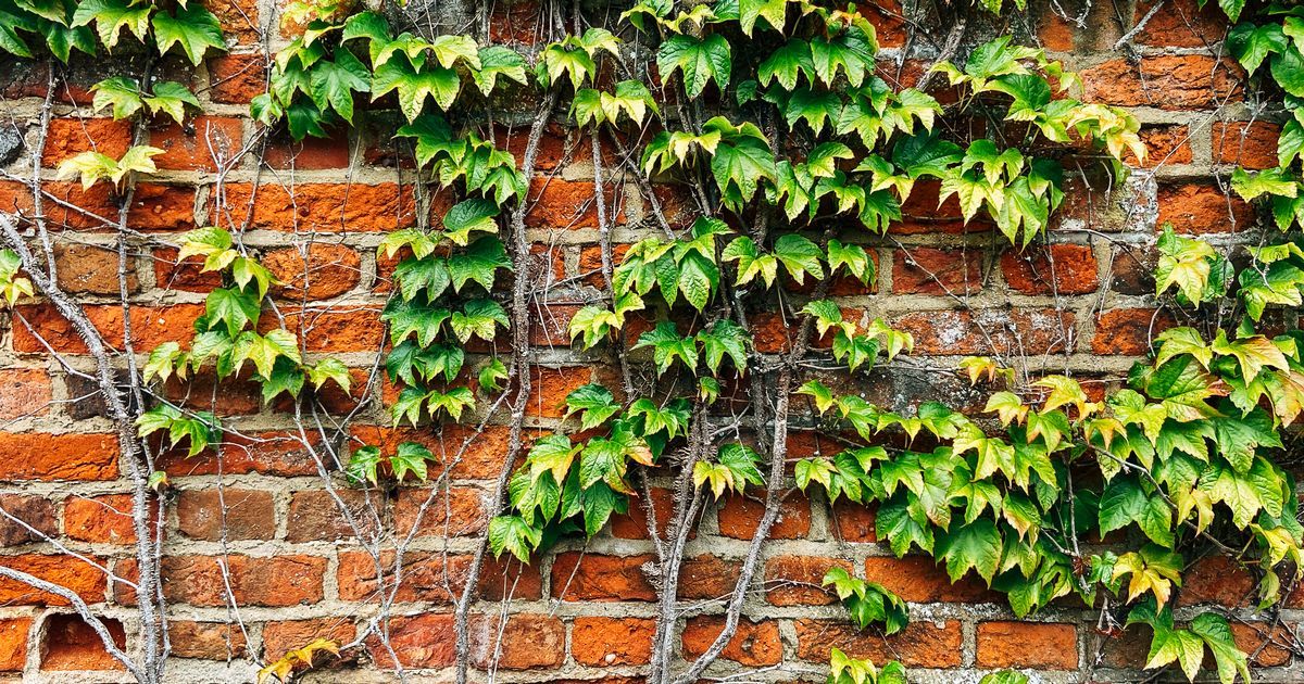How to get ivy off a wall and keep it off, according…
