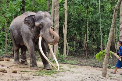 Sak Surin in quarantine at Lamphang elephant centre