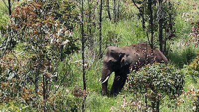 ‘Arikomban’, a Malayalam music video on the wild tusker, is getting noticed on social media