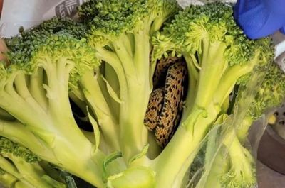 Grandad shocked after finding snake in bag of Aldi veg