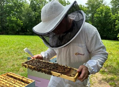 Honeybee deaths rose last year. Here's why farmers would go bust without bees