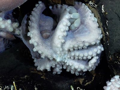 Researchers found a rare octopus nursery off the coast of Costa Rica