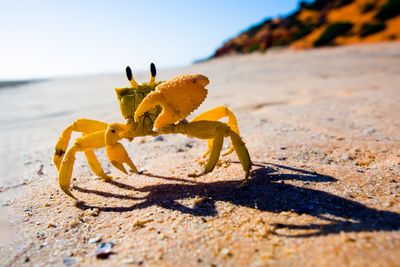 Crabs are intelligent, sensitive animals