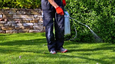 9 things to consider before using pesticide in your yard