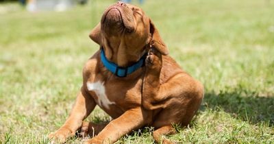 Channel 4's The Dog Academy after misbehaving pets and their owners