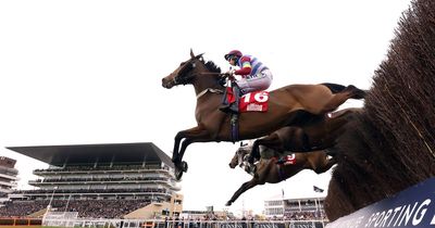 Popular Cheltenham horse Kiltealy Briggs dies from cancer as punters pay tribute