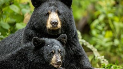 Thoughtless Yellowstone tourists hassle black bear and her cubs, despite warnings