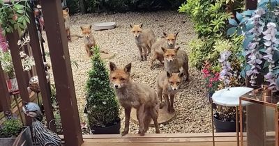 Lanarkshire animal lover goes viral after feeding fox family sausage rolls for 25 years